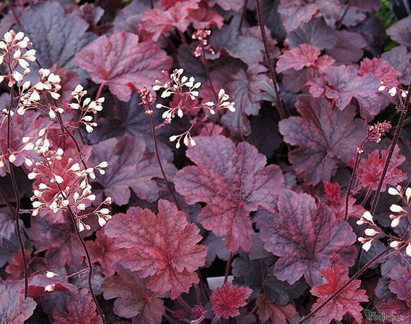 Heuchera Cajun Feu