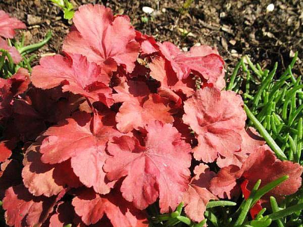 Heuchera Cherry Cola