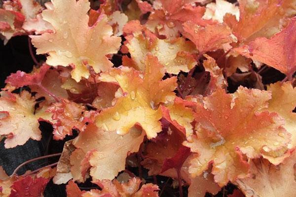 Les feuilles d'Heuchera changent de couleur