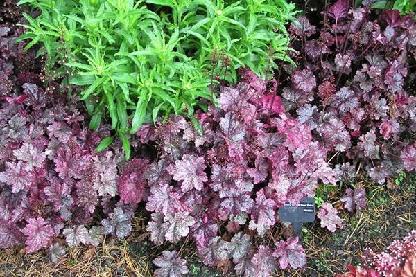 Rose de minuit Heuchera