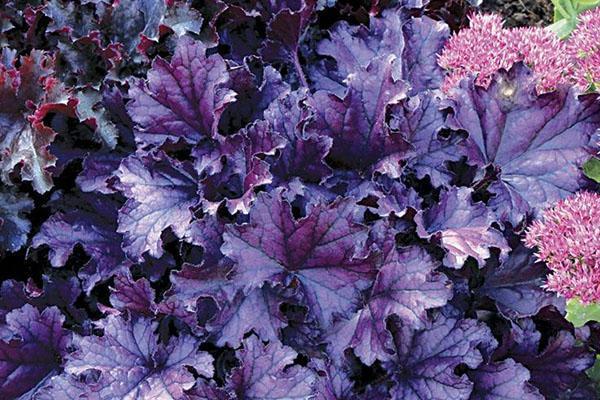 Palais Heuchera Violet