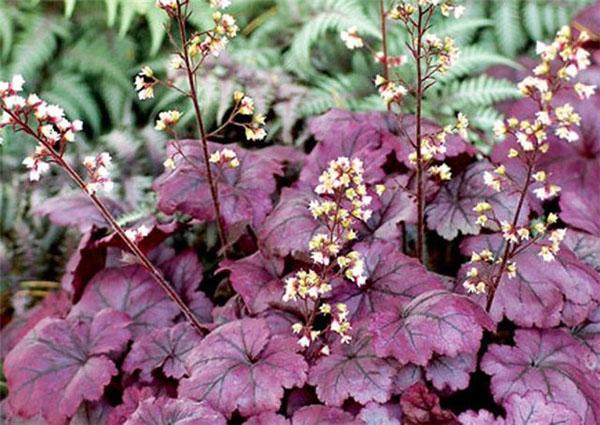 Heuchera Palace Fleurs violettes