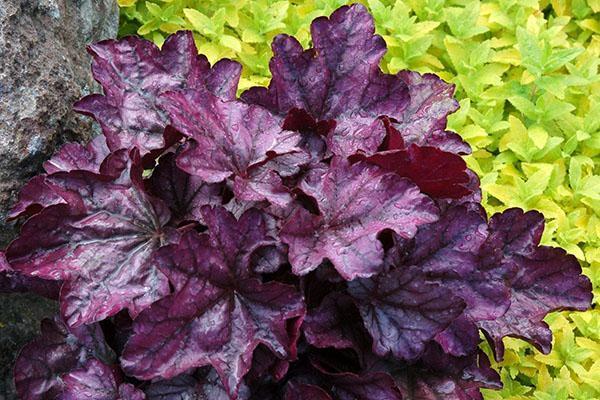 couleur marron du feuillage heuchera