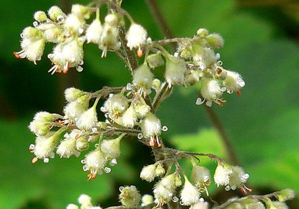 floraison blanche d'heuchère