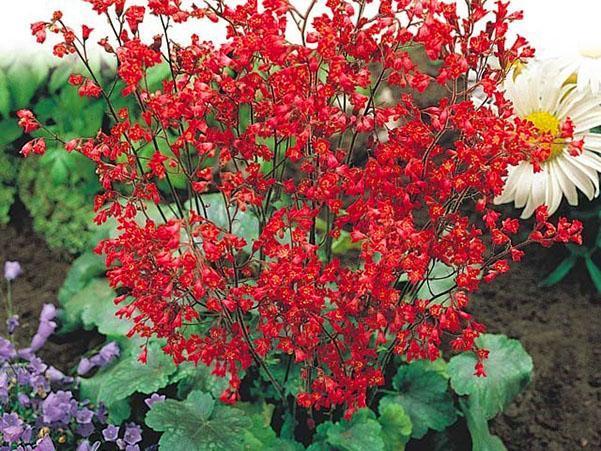 fleurs rouges d'heuchera