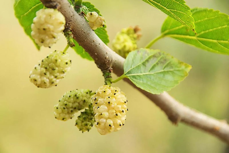 la formation de fruits à partir d'inflorescences femelles