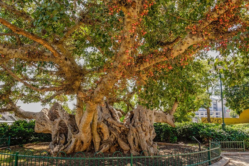 árbol sykimore de áfrica oriental