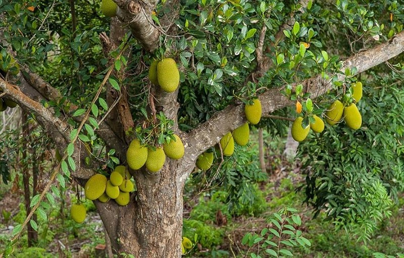 fruit à pain