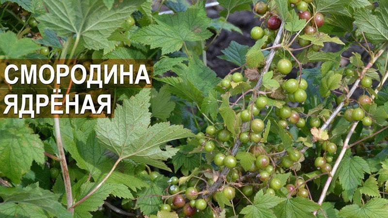 variedad de grosellas de alto rendimiento