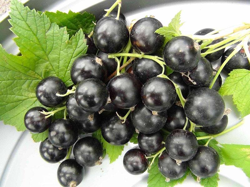 variedad de grosella negra de crecimiento temprano
