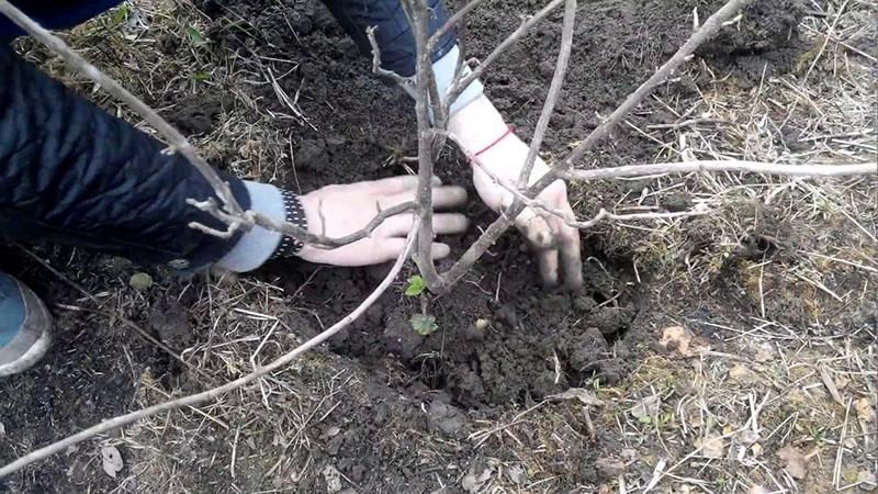 plantar grosellas