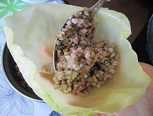 empezamos a formar rollos de col