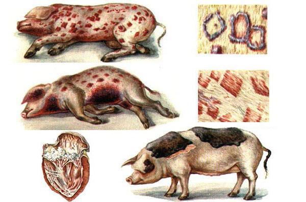 érysipèle chez le porc