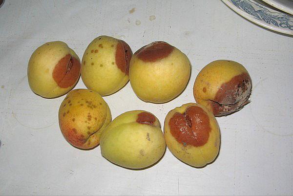 pourriture grise des fruits