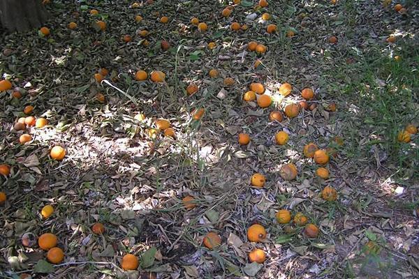 verser des fruits d'abricot