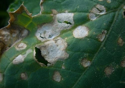 mancha bacteriana
