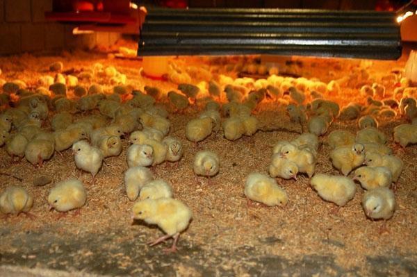 Les poussins sont actifs et en bonne santé