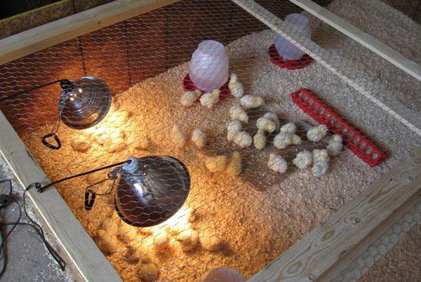 Le respect du régime de température protégera les poulets des ARVI
