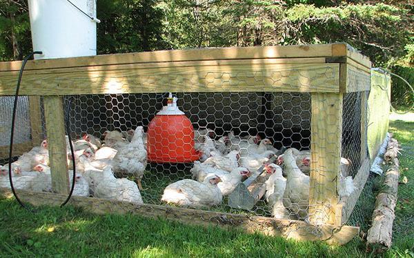 Avec des soins appropriés, le risque de maladie des poussins est considérablement réduit