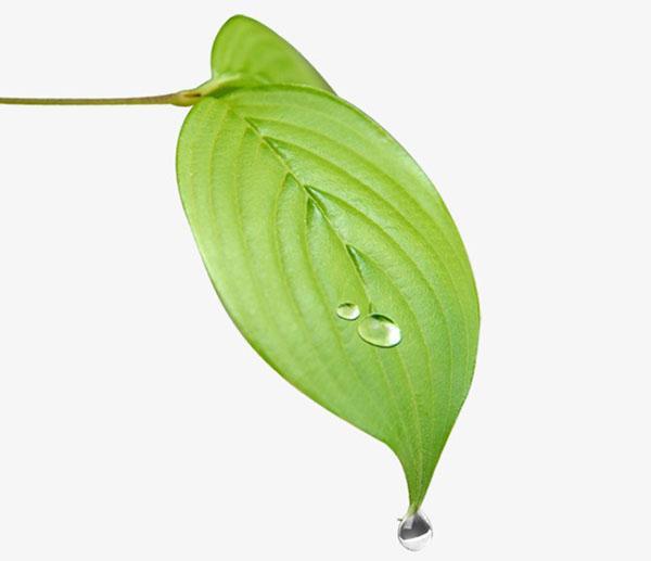 pleurer dieffenbachia