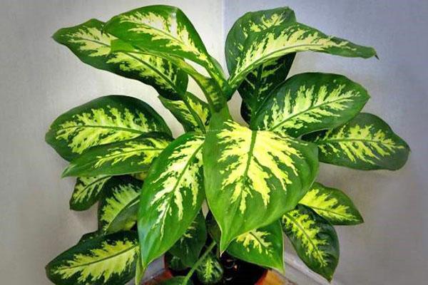 jugo de dieffenbachia venenoso