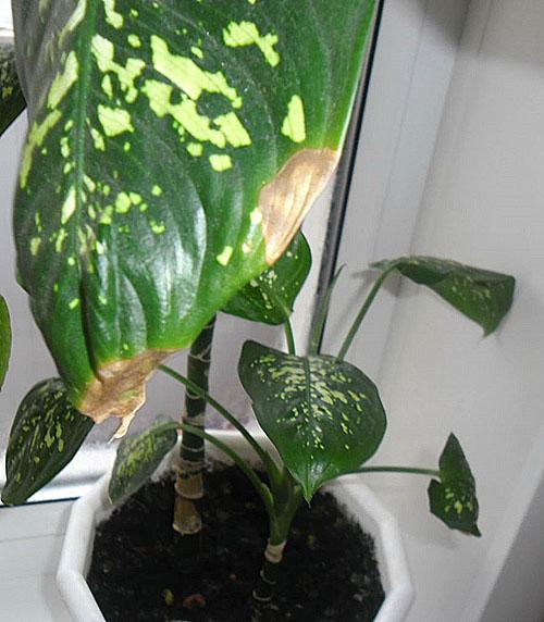 dieffenbachia malade