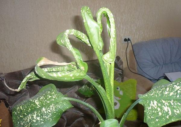 enfermedad de dieffenbachia