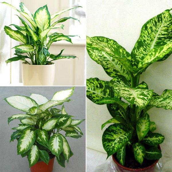 Dieffenbachia en casa