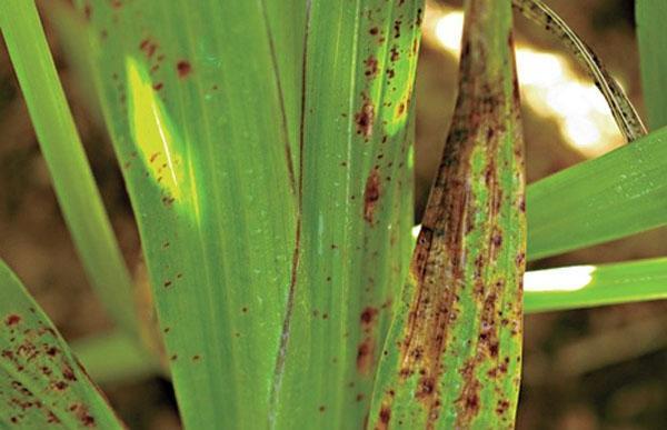 gladiolo septoria