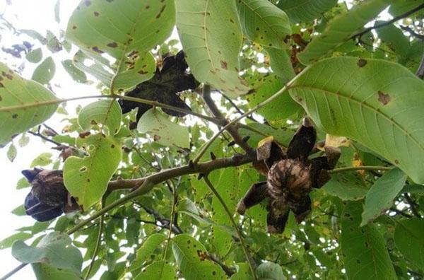 nueces maduras