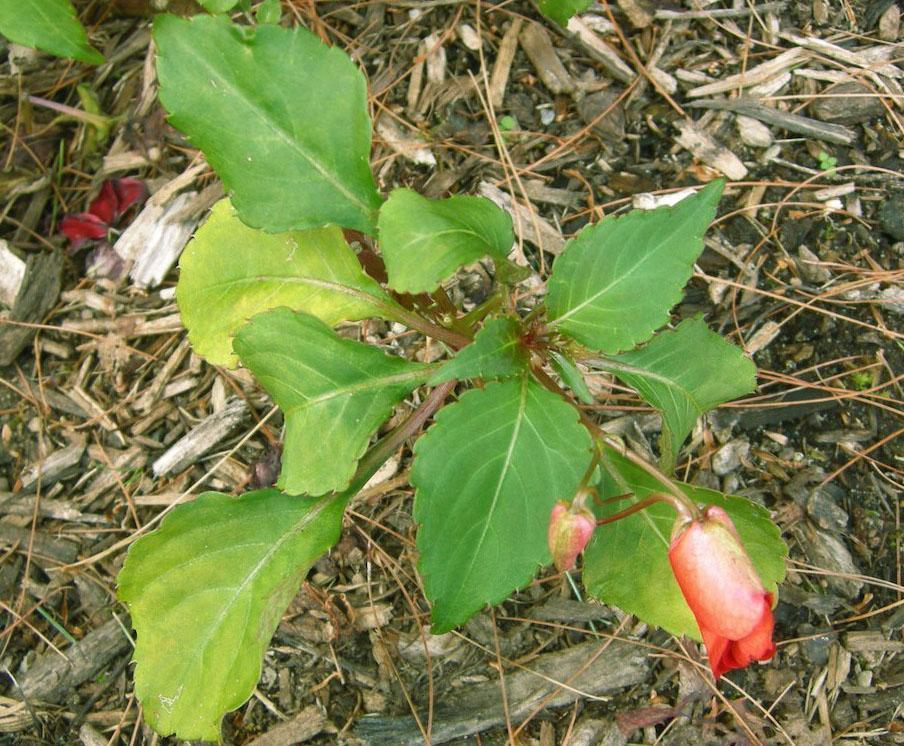 Flor de bálsamo en tierra seca