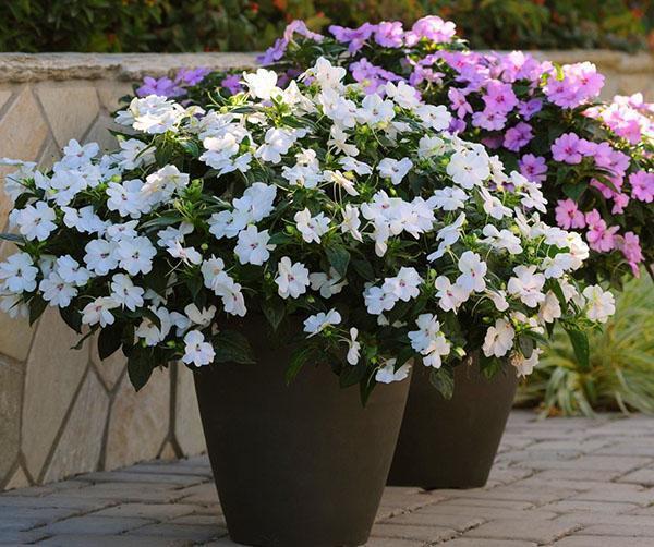 Fleurs de baume de Waller