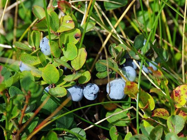 infección por hongos de los arándanos