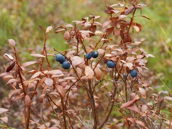 enanismo de arándanos