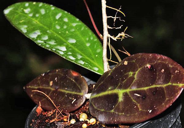 les feuilles de hoya deviennent noires