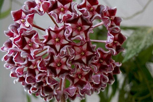 fleur de hoya