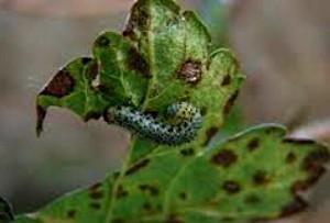 Mosca de sierra de grosella espinosa pálida