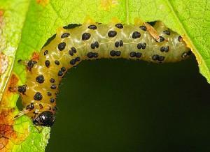 Mosca de sierra de grosella espinosa pálida