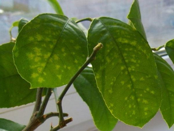 dommages aux feuilles de mandarine