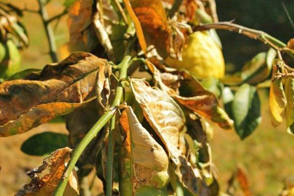 tristeza sur mandarine