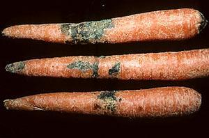Fomosis de zanahorias