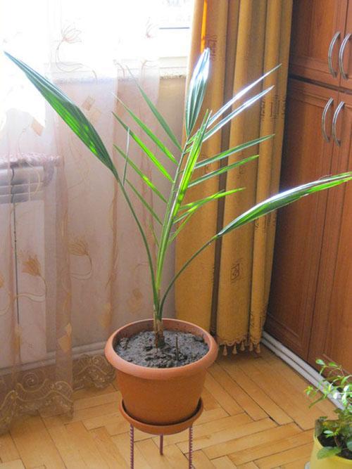 palmera después del trasplante