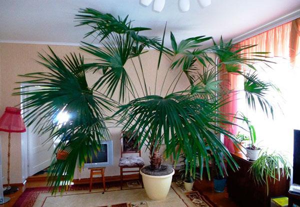 maladies du palmier à la maison