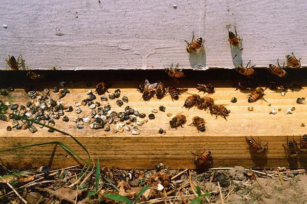 Para el tratamiento de la ascosferosis de las abejas, se utilizan Askosan y Unisan.
