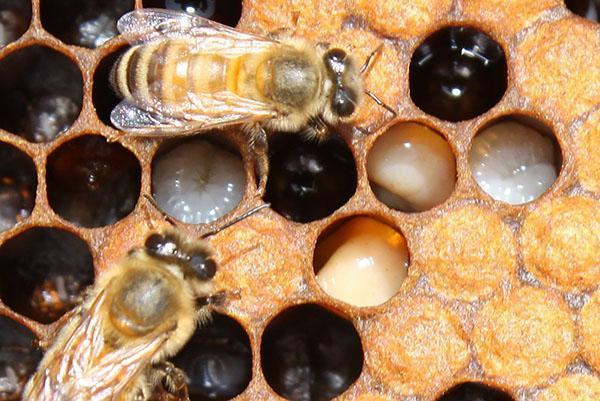 Défaite des abeilles avec la loque