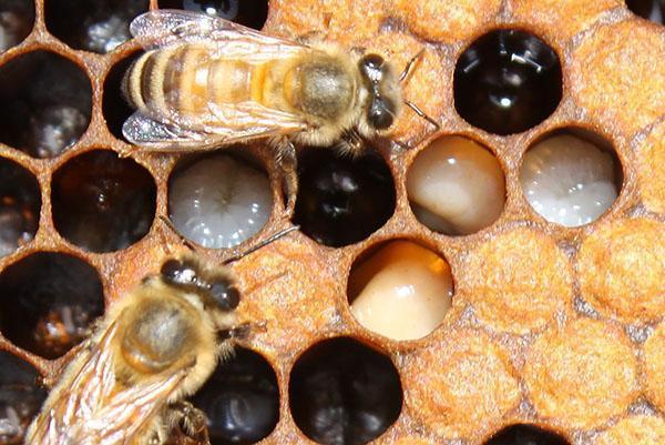 Derrota de abejas con loque