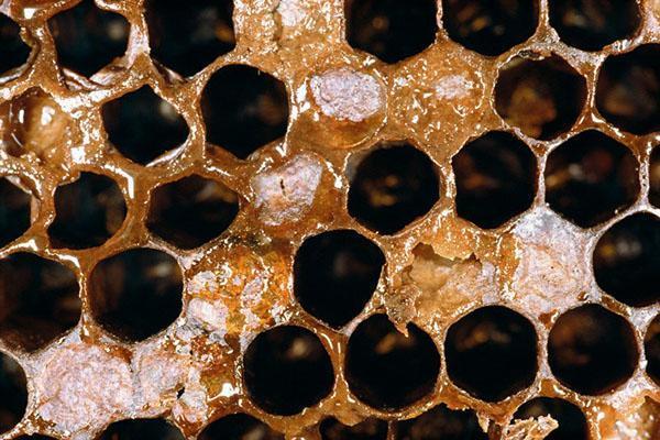 Révisions familiales régulières et désinfection de la ruche - prévention de la loque