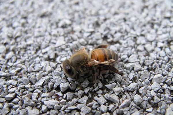 Pour les maladies, les abeilles sont traitées avec de la chélidoine