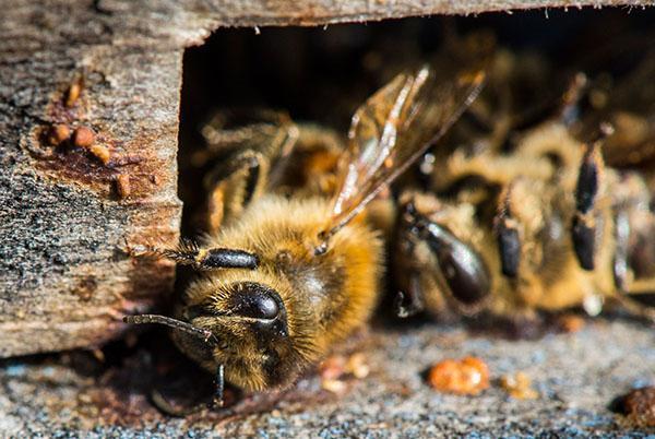 Lozeval se usa para aumentar la inmunidad de las abejas.