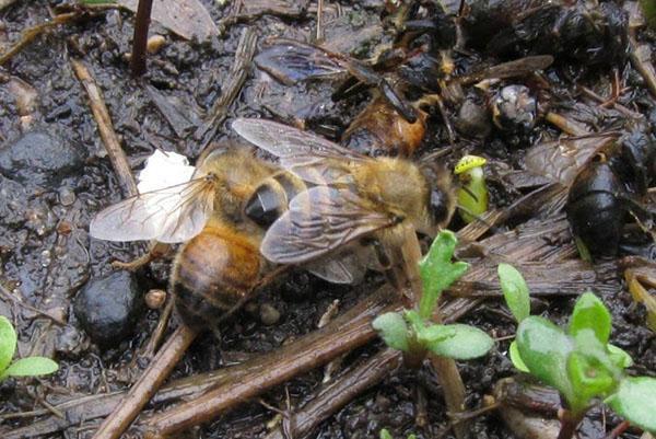 La violación de las reglas para la cría de abejas conduce a su enfermedad.